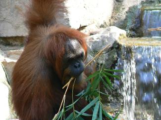 Pongo pygmaeus   