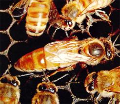 Queen bee an d worker bees