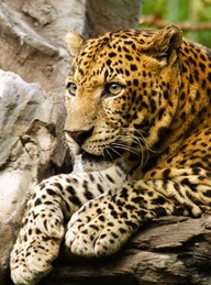 jaguar conservation strategy 