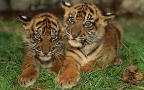 for the Sumatran tigers