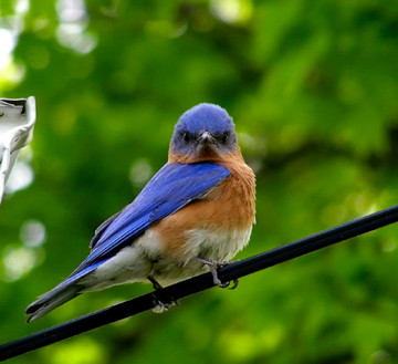 a blue bird on a branch from public domain